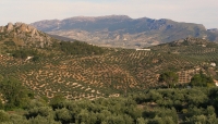 Reutilizan cenizas de biomasa del olivar para fabricar mortero de construccin