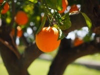 imagen de archivo de una naranja