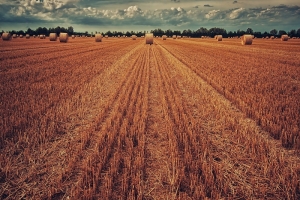 Un estudio internacional analiza 80.000 variedades de trigo para emplearlas en nuevos procesos de mejora