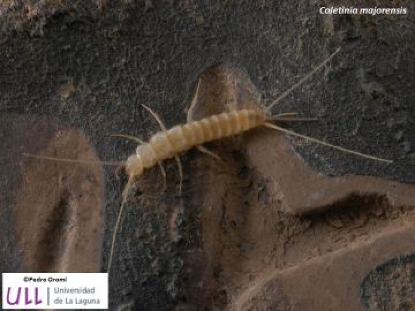 Descubren 13 nuevas especies de insectos en el subsuelo de España
