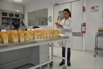 Anayeli Morales, del CIMMYT, analizando el color y la calidad de la miga de pan tras la prueba de panificación en laboratorio