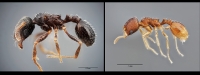 Las dos especies identificadas
