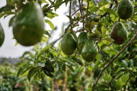Imagen de archivo de un árbol de aguacate. 