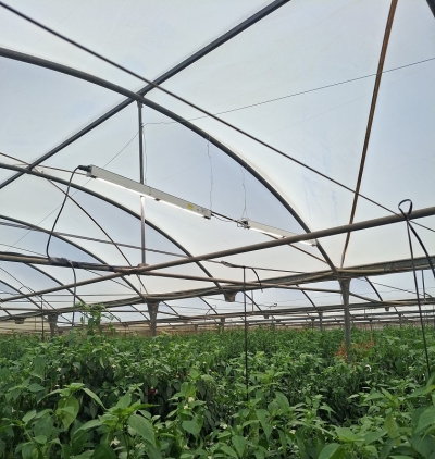 Cultivo en invernadero donde ha trabajado el GO SMALI