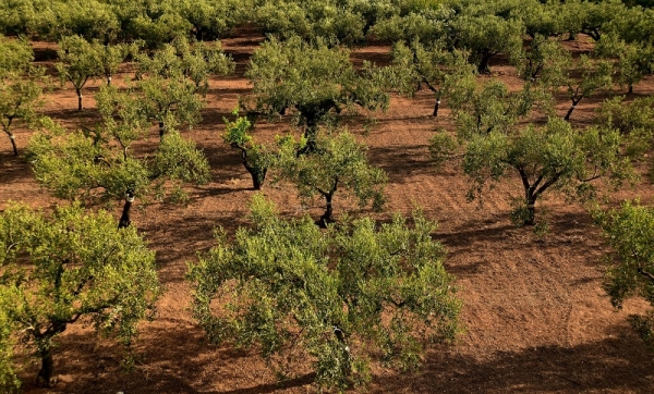 imagen de archivo de una plantación de olivar