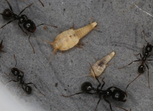 Neoasterolepisma lusitanum y N. spectabile (a la derecha), Lepismátidos asociados con hormigas del género Messor. Foto: T. Parmentier