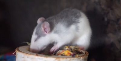 VÍDEO | La comunicación química entre ratas hembra existe y es compleja